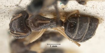 Media type: image;   Entomology 23355 Aspect: habitus dorsal view